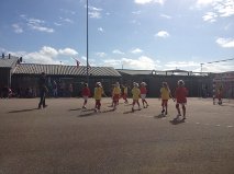 HOLLANDIA T F1 – HVS F1